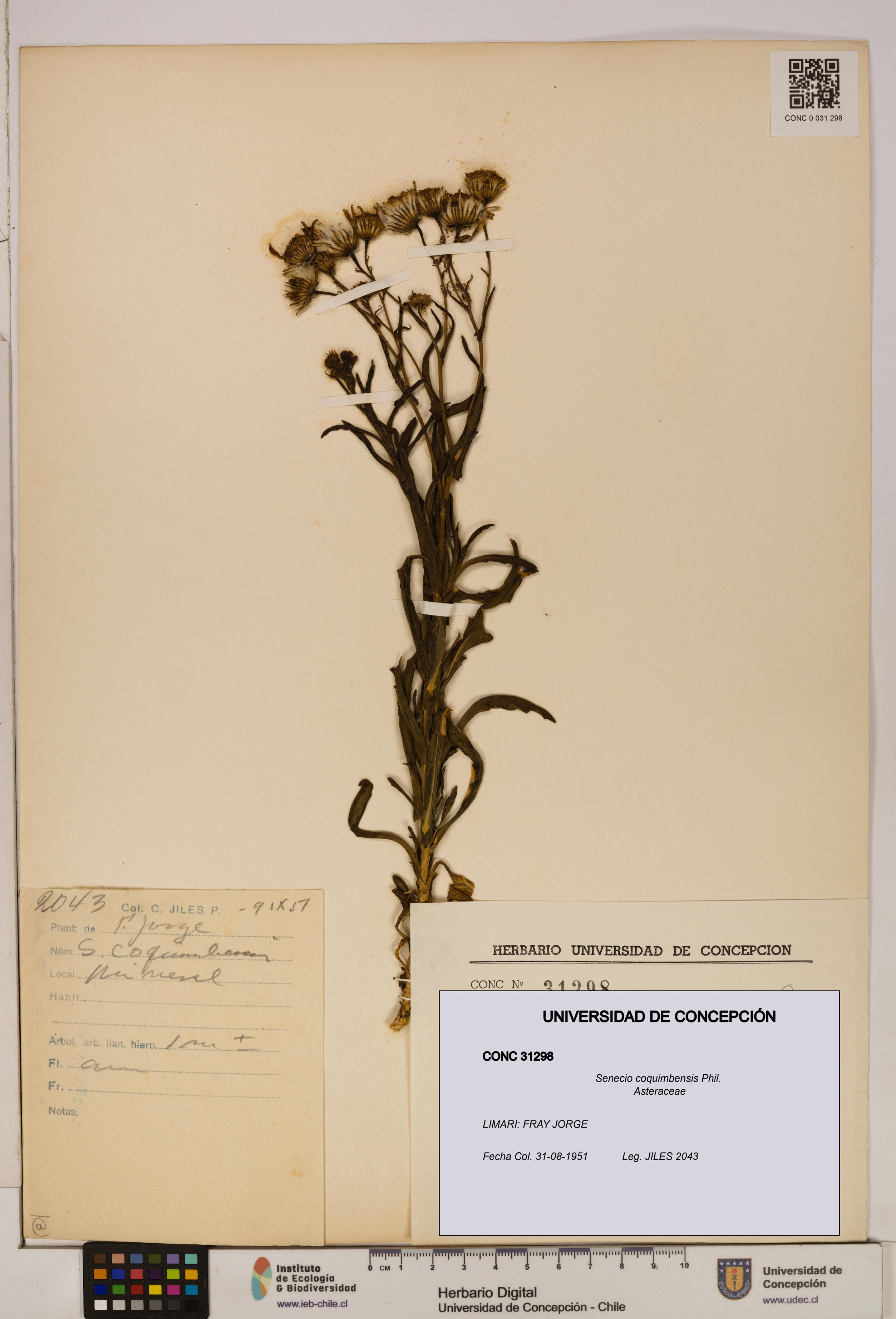 Senecio coquimbensis [Espécimen: UDEC:CONC:0031298]