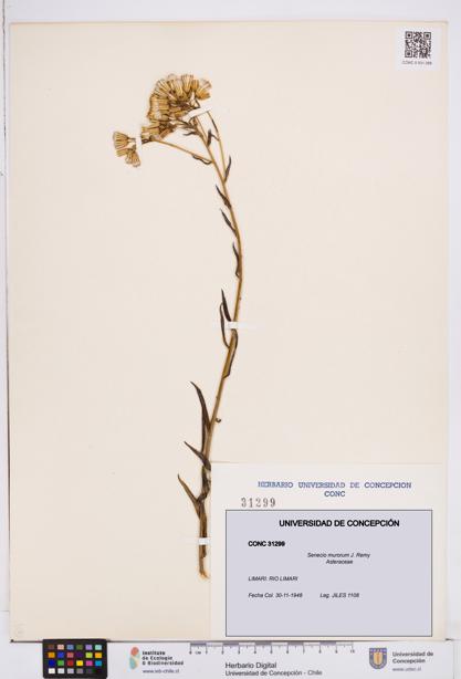 Senecio murorum [Espécimen: ]