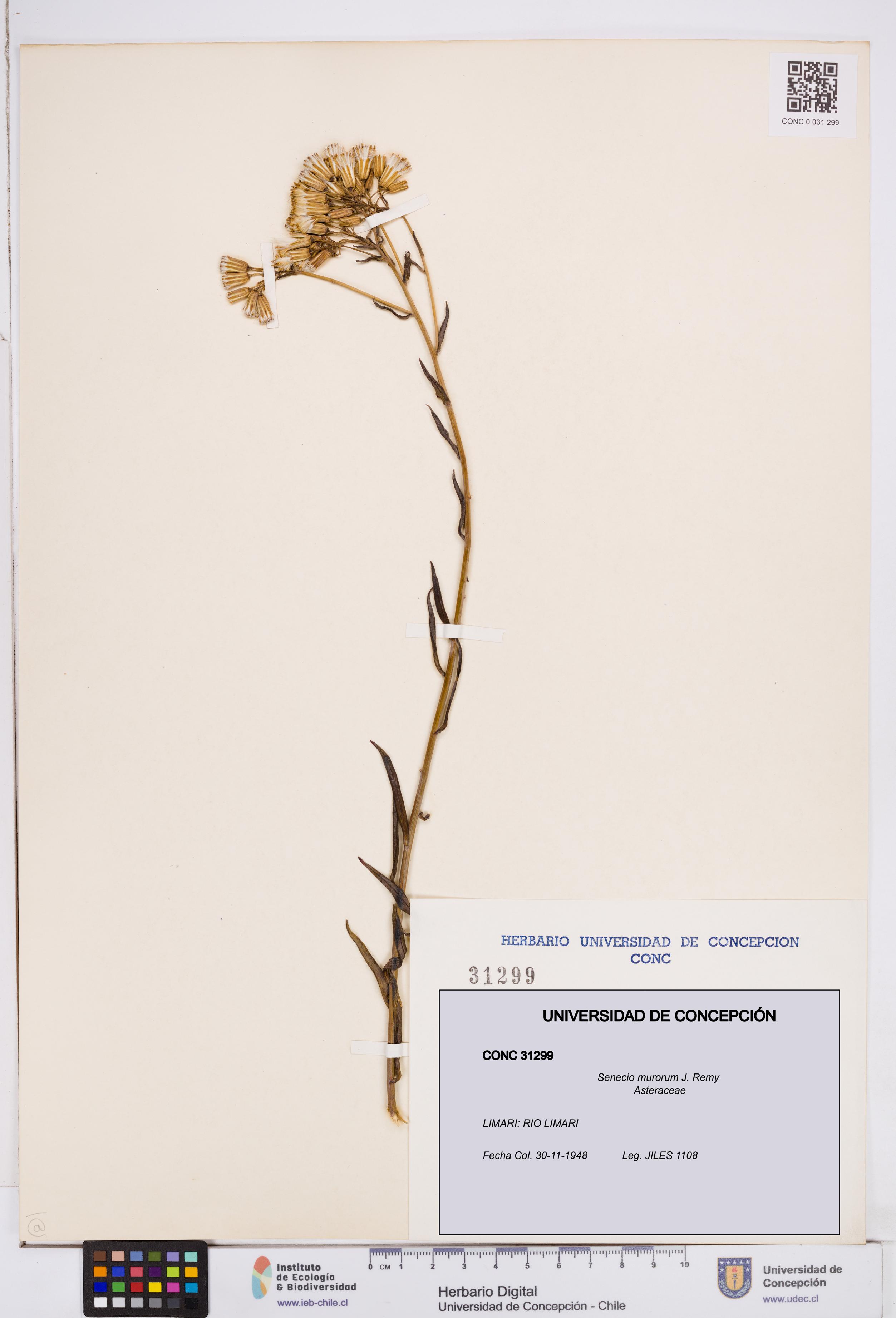 Senecio murorum [Espécimen: ]