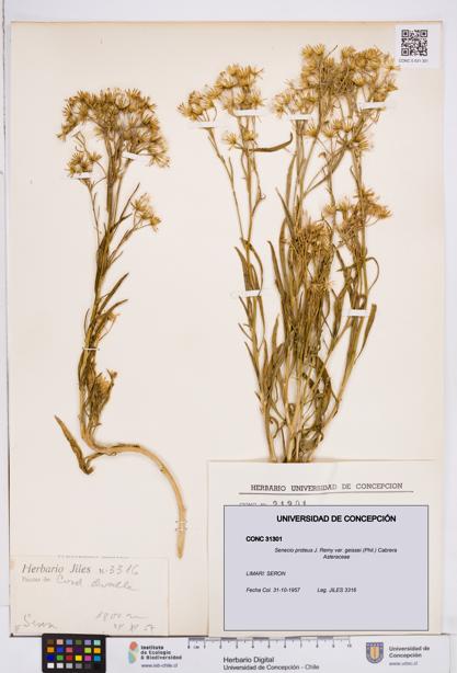 Senecio proteus var. geissei [Espécimen: ]
