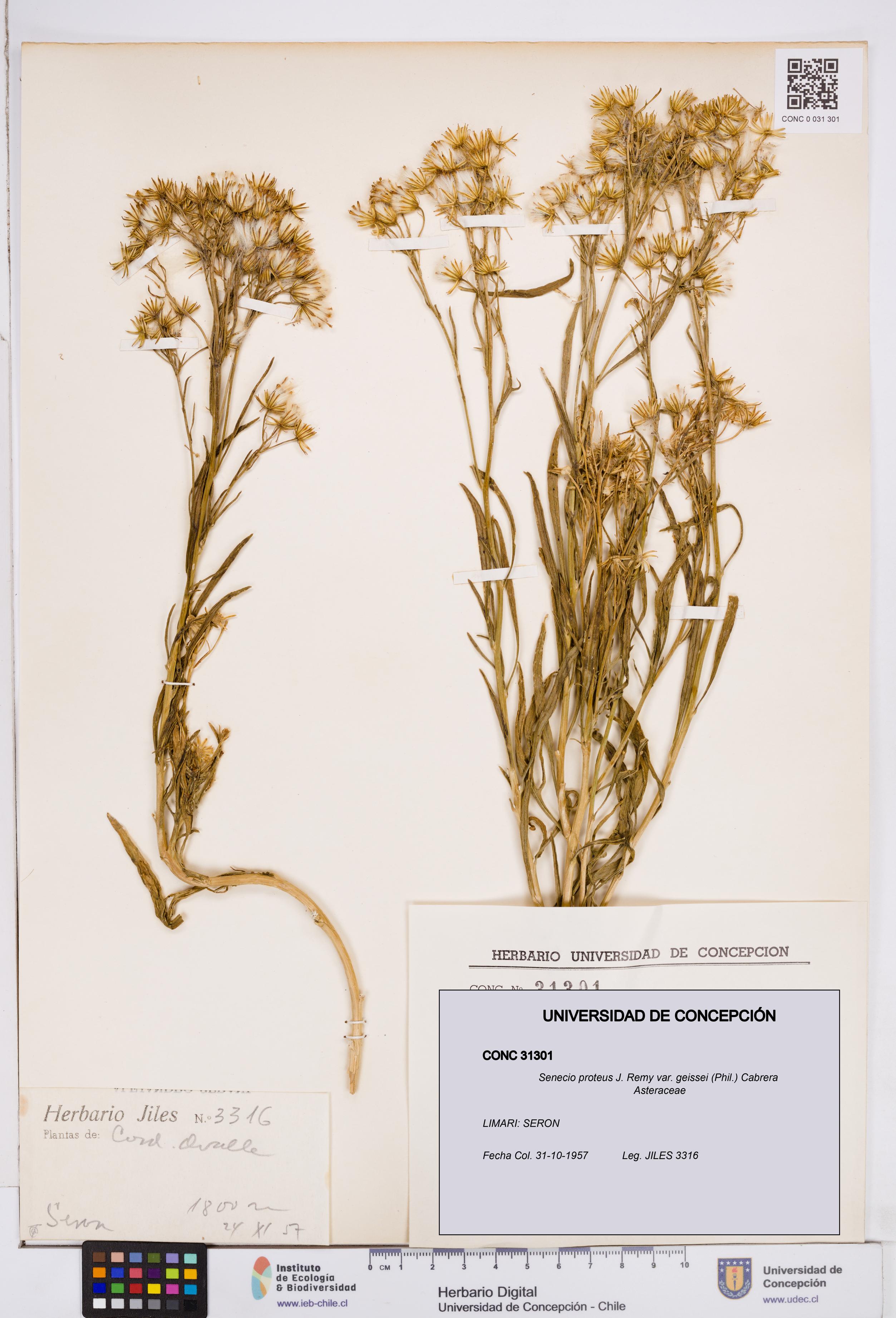 Senecio proteus var. geissei [Espécimen: ]