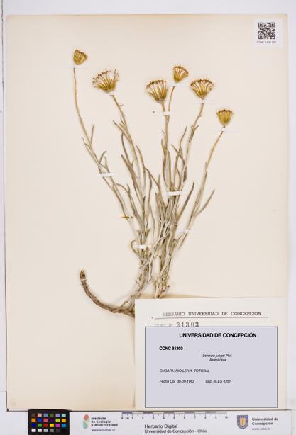 Senecio jungei [Espécimen: ]