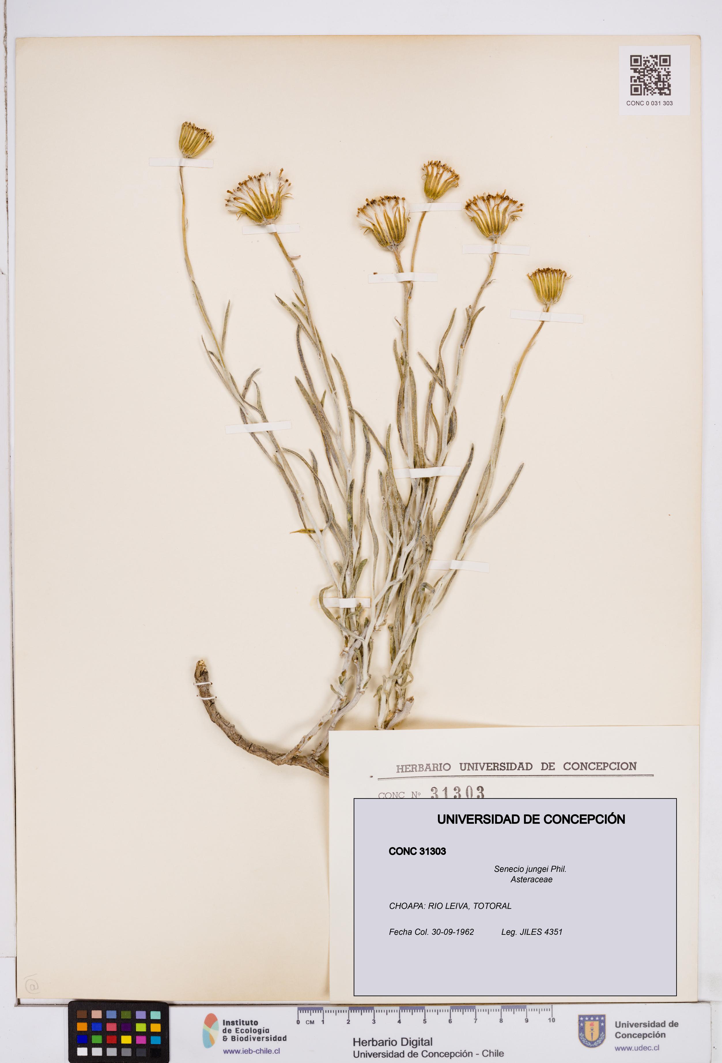 Senecio jungei [Espécimen: ]