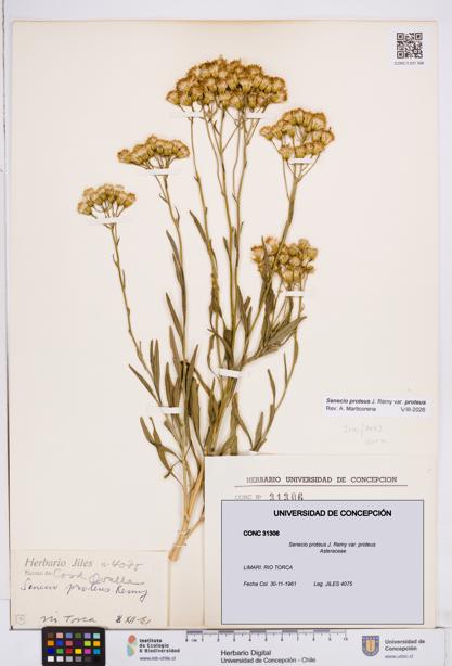 Senecio proteus var. proteus [Espécimen: ]