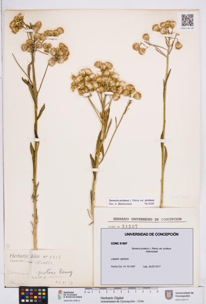 Senecio proteus var. proteus [Espécimen: ]
