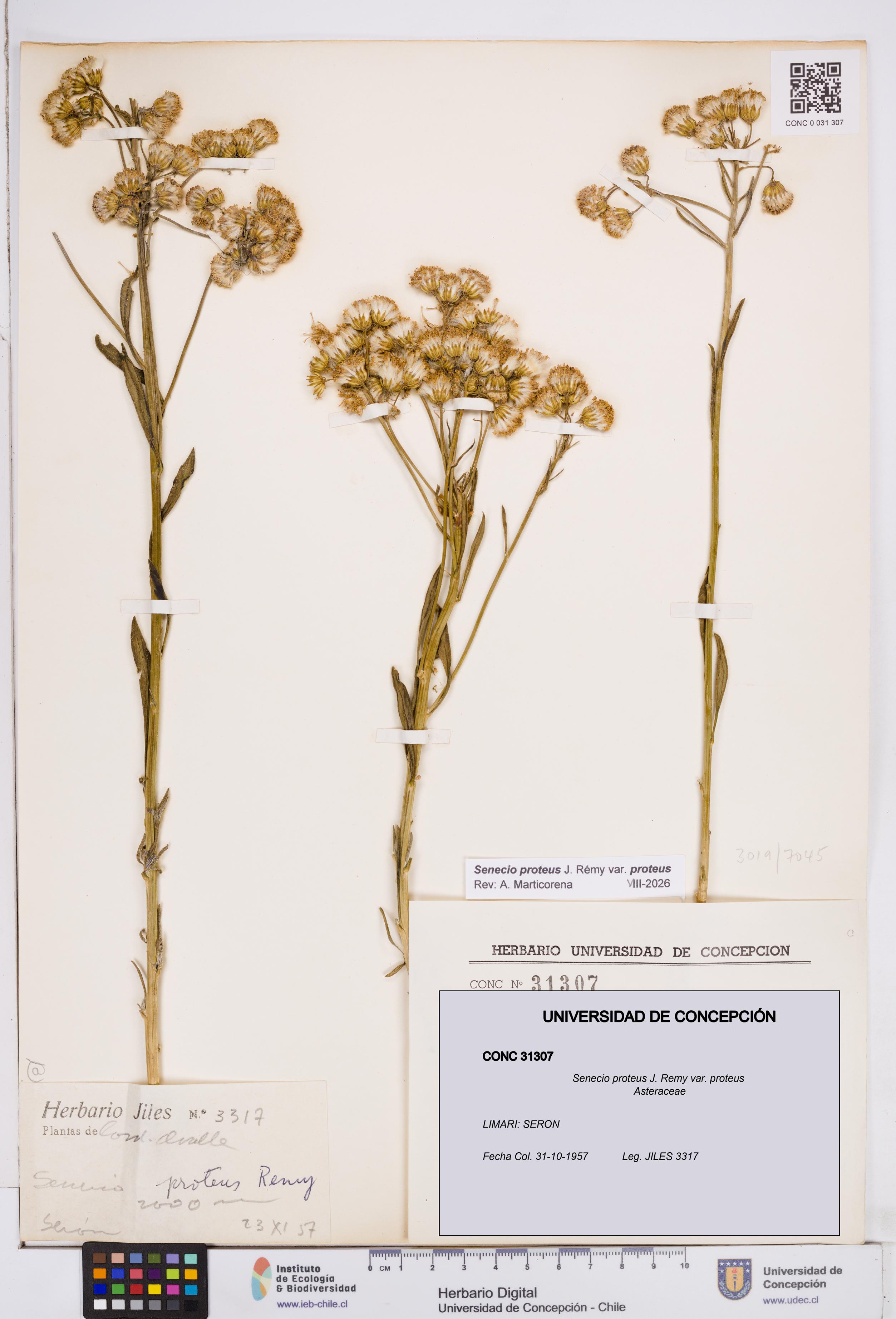 Senecio proteus var. proteus [Espécimen: ]