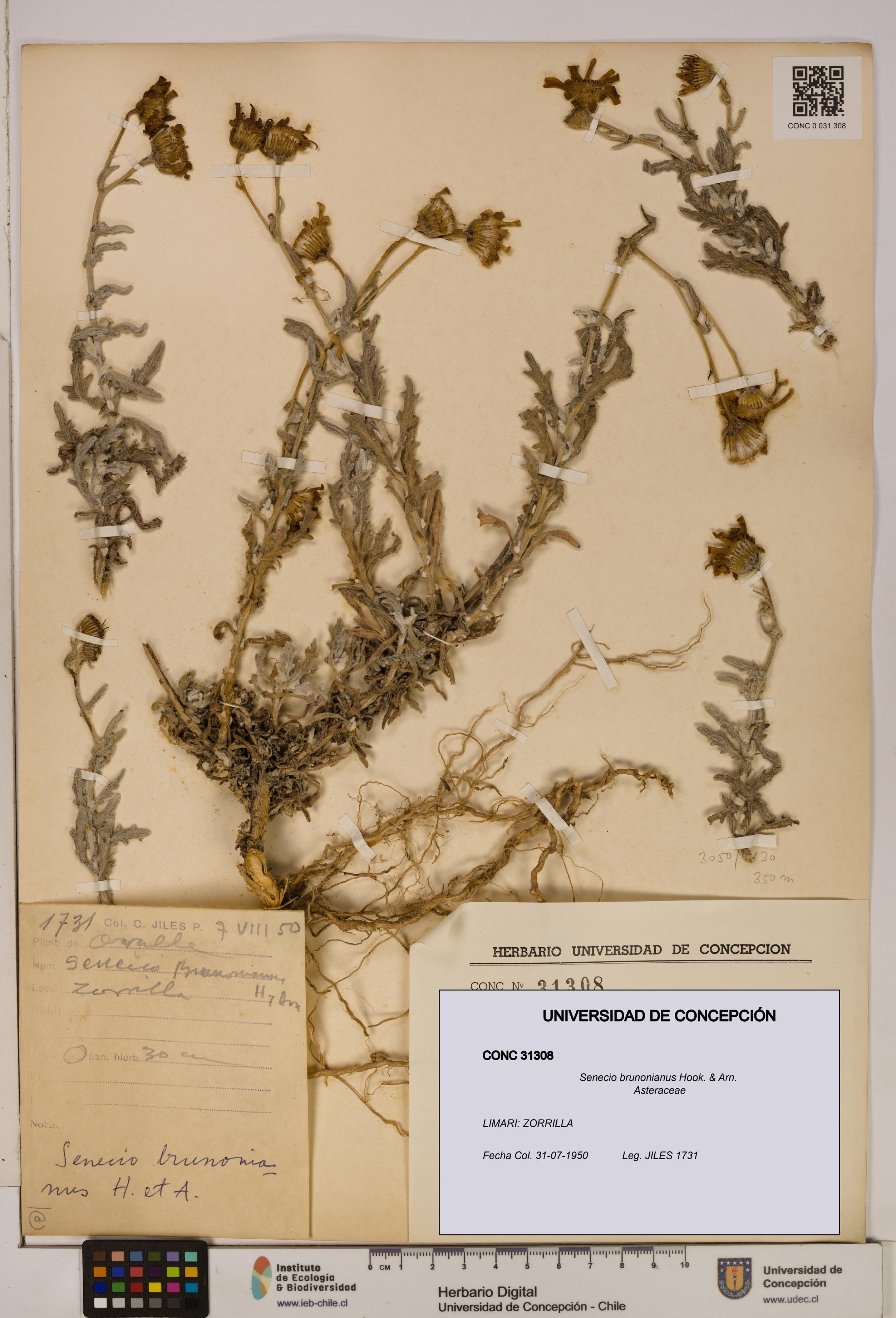 Senecio brunonianus [Espécimen: UDEC:CONC:0031308]