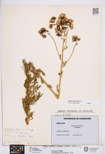 Senecio tocornalii [Espécimen: ]