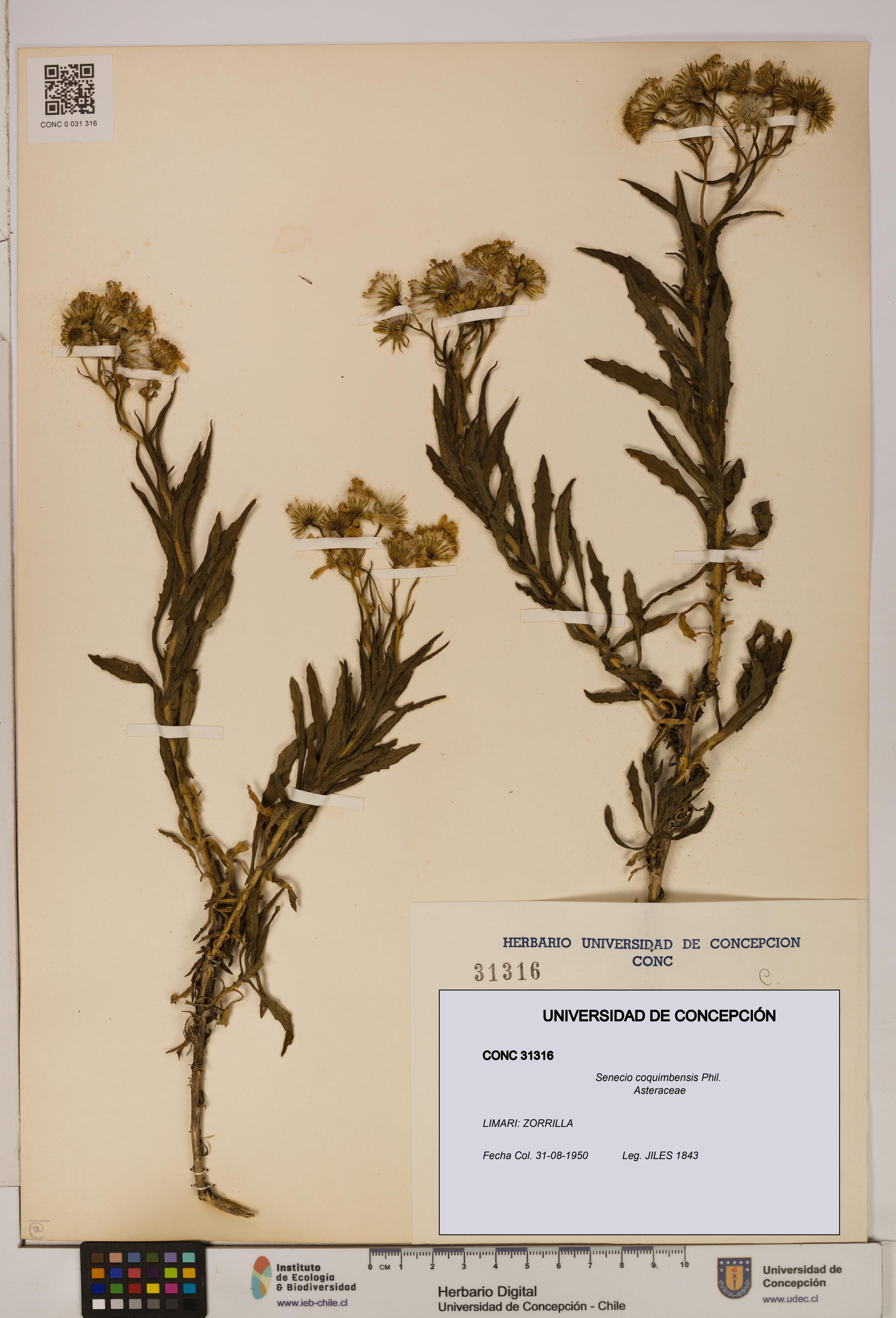 Senecio coquimbensis [Espécimen: UDEC:CONC:0031316]