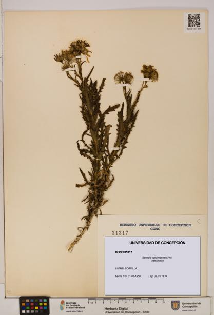 Senecio coquimbensis [Espécimen: UDEC:CONC:0031317]