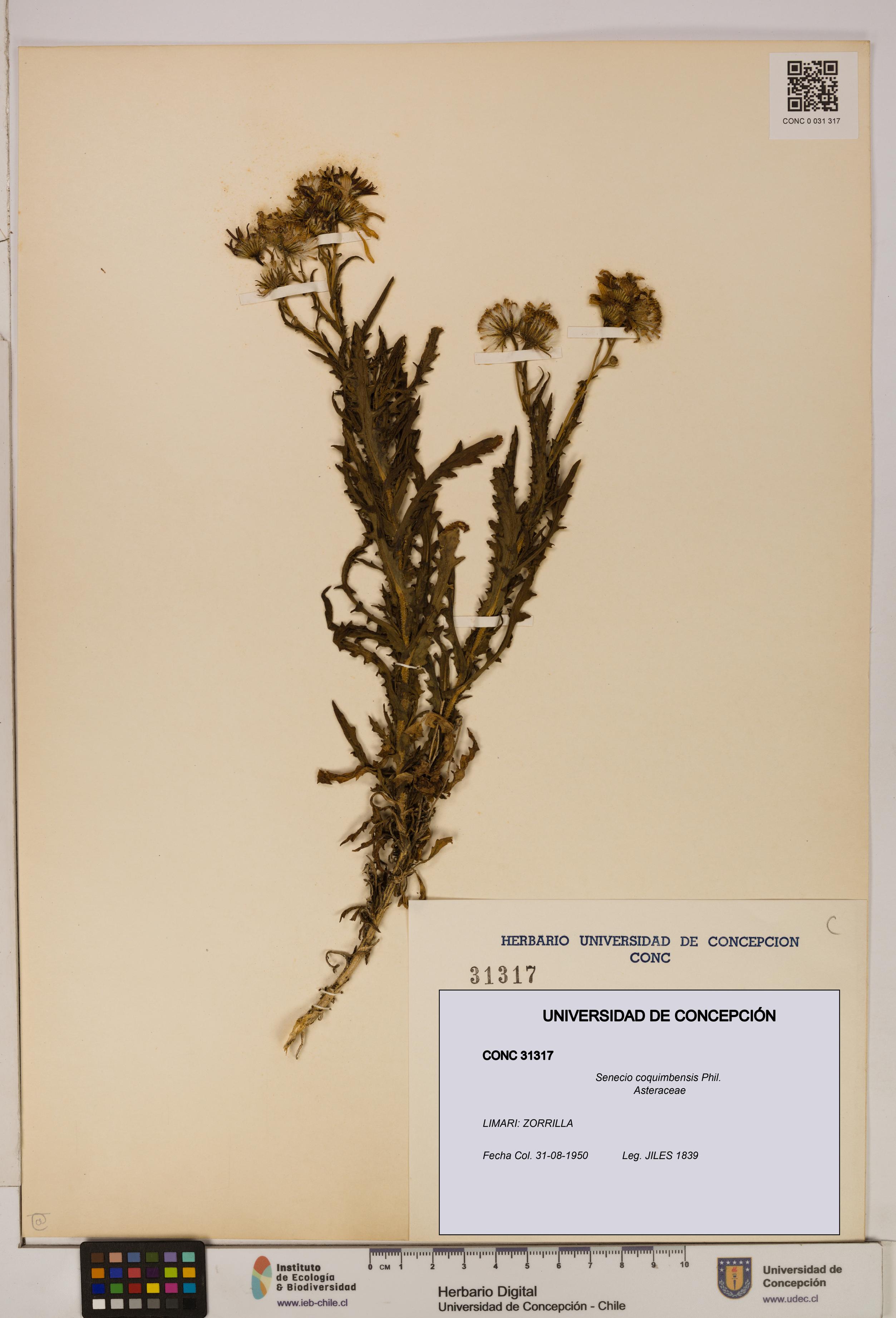 Senecio coquimbensis [Espécimen: UDEC:CONC:0031317]