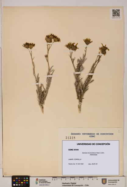 Senecio brunonianus [Espécimen: UDEC:CONC:0031318]