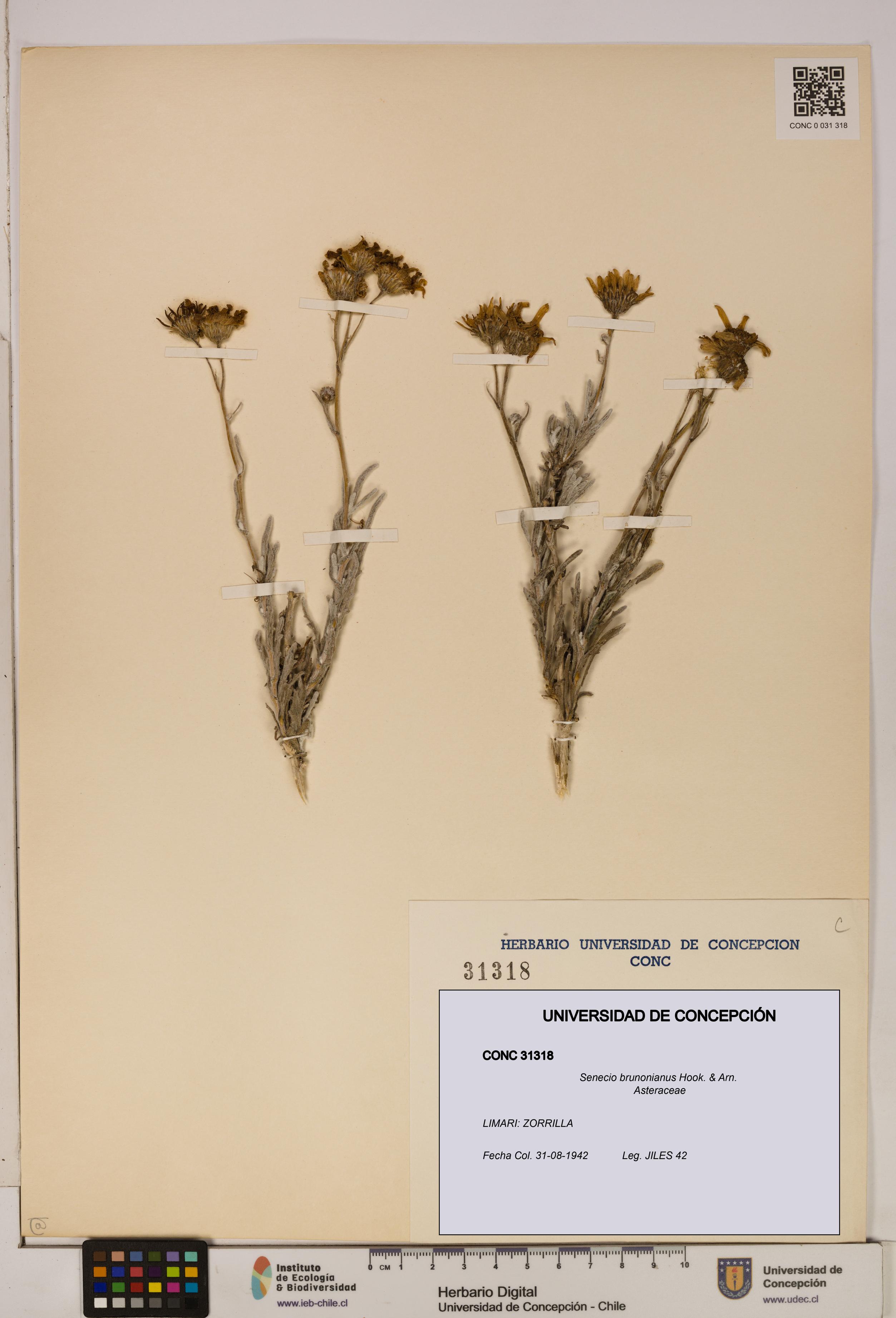 Senecio brunonianus [Espécimen: UDEC:CONC:0031318]