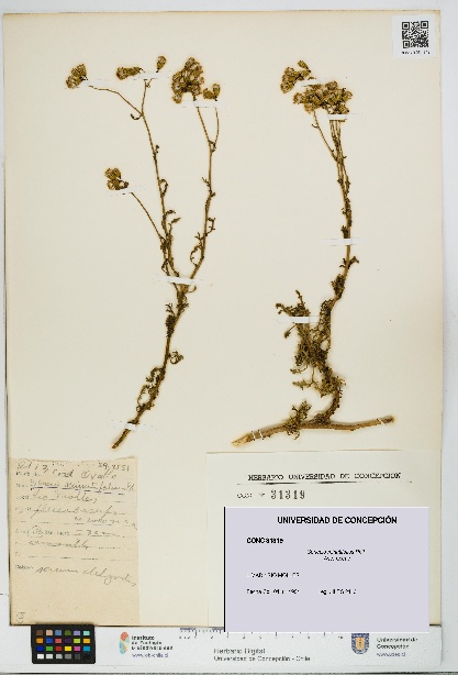 Senecio minutifolius [Espécimen: UDEC:CONC:0031319]