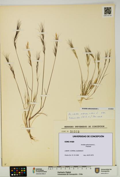 Aristida adscensionis [Espécimen: UDEC:CONC:0031323]