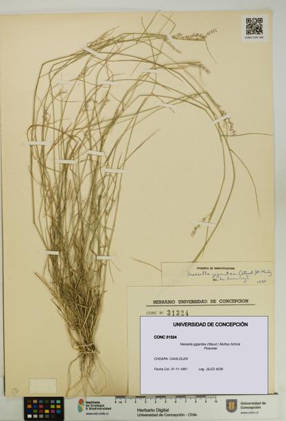 Nassella gigantea [Espécimen: UDEC:CONC:0031324]