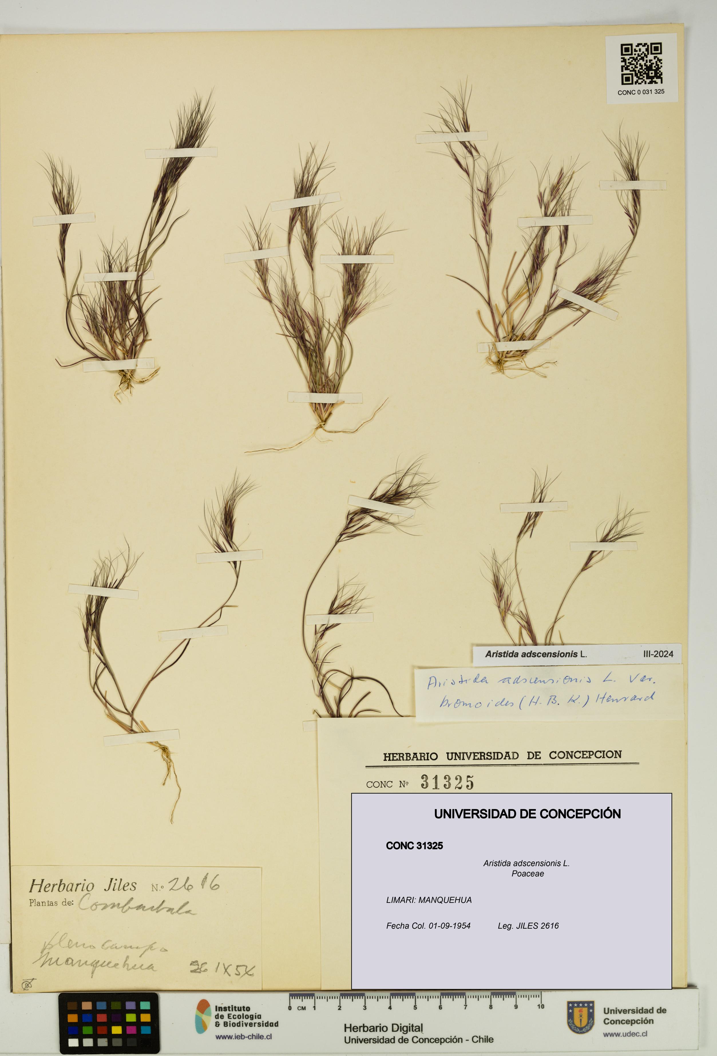 Aristida adscensionis [Espécimen: UDEC:CONC:0031325]