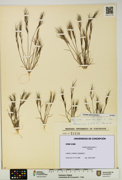 Aristida adscensionis [Espécimen: UDEC:CONC:0031326]
