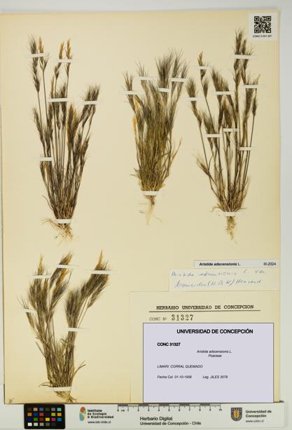 Aristida adscensionis [Espécimen: UDEC:CONC:0031327]