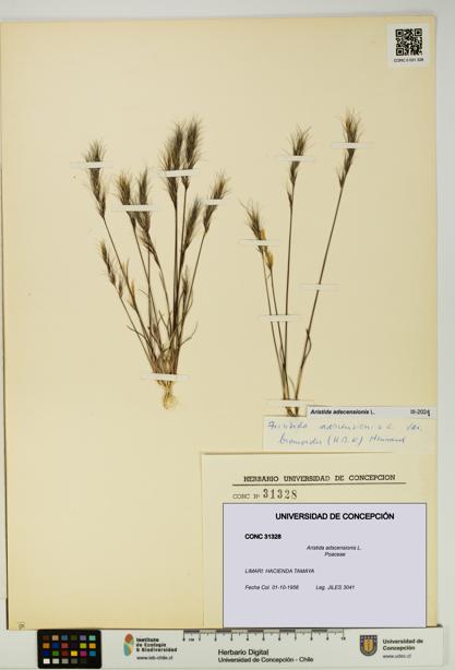 Aristida adscensionis [Espécimen: UDEC:CONC:0031328]