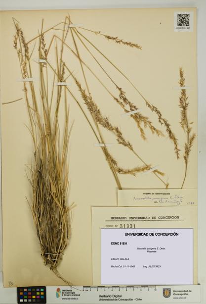 Nassella pungens [Espécimen: UDEC:CONC:0031331]
