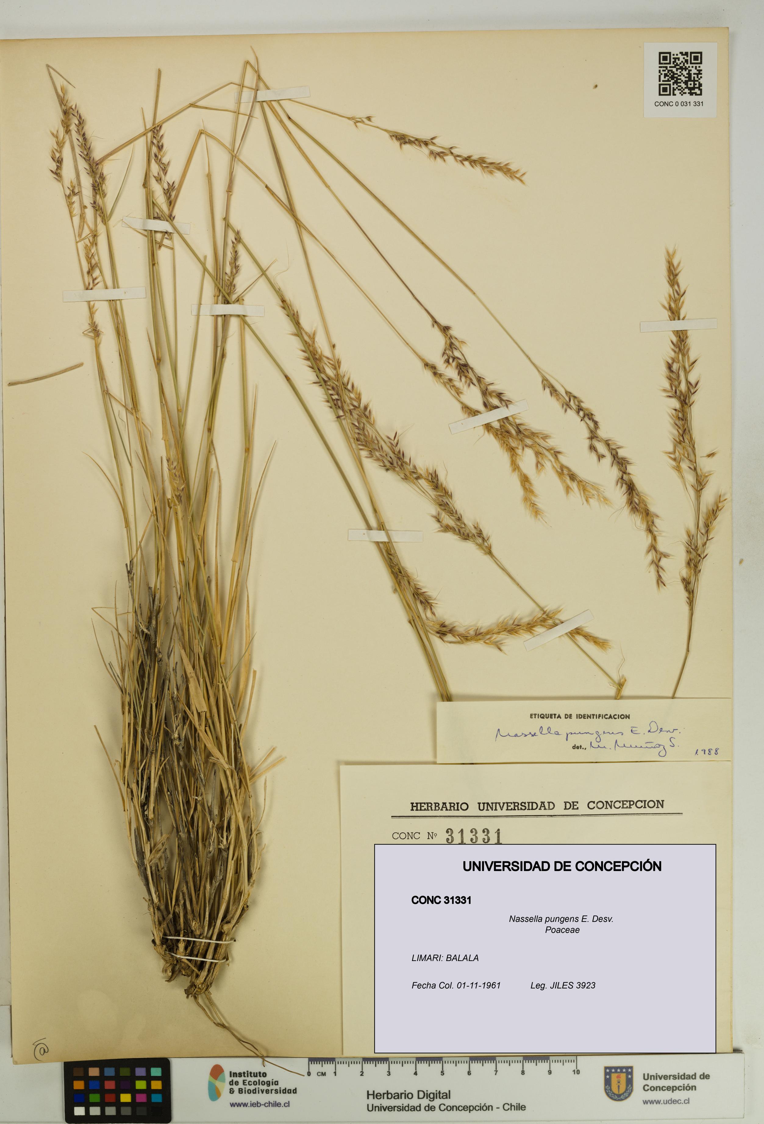 Nassella pungens [Espécimen: UDEC:CONC:0031331]