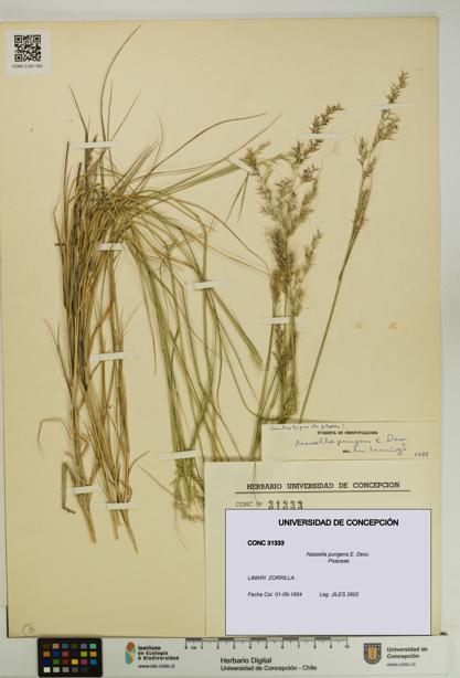 Nassella pungens [Espécimen: UDEC:CONC:0031333]