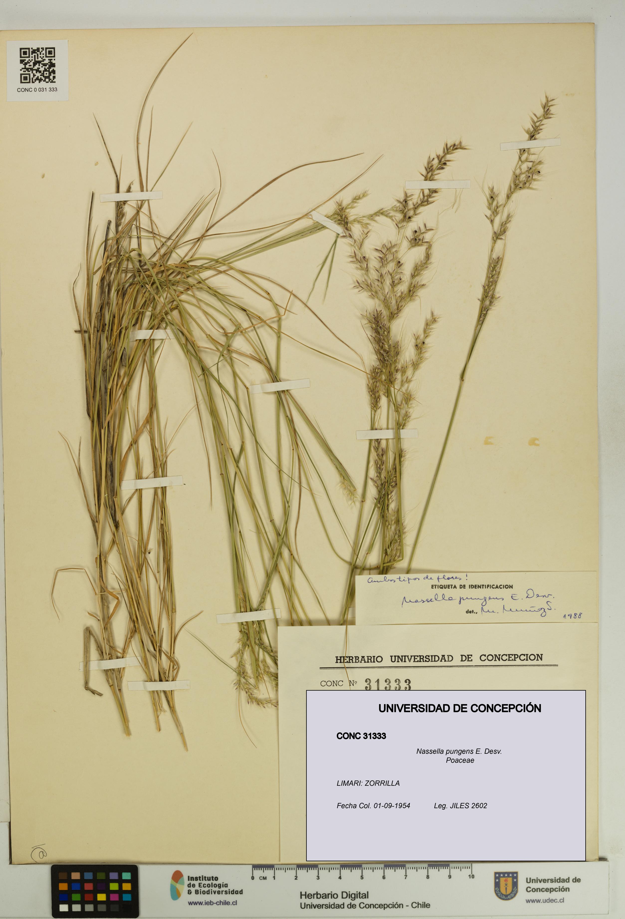 Nassella pungens [Espécimen: UDEC:CONC:0031333]