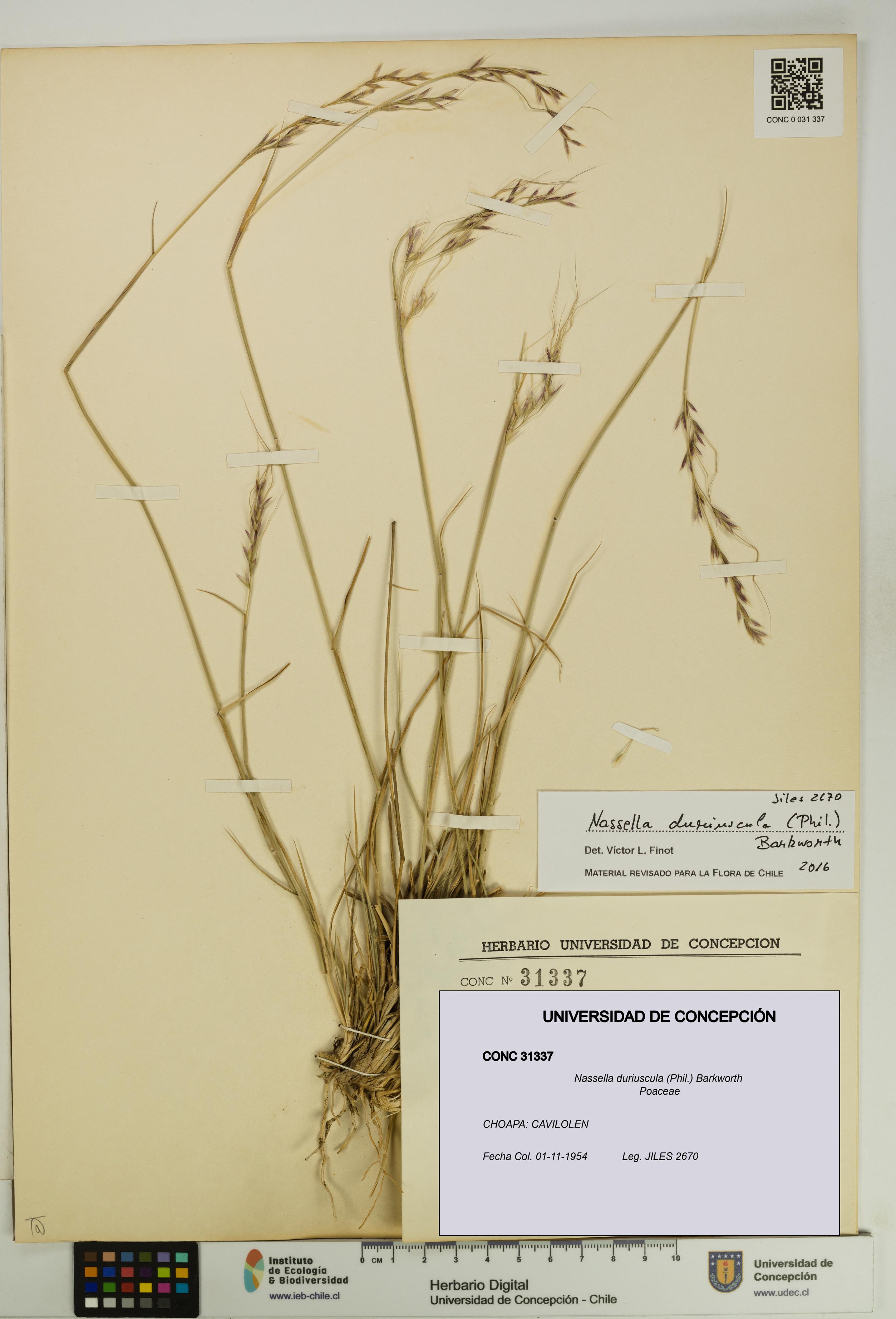 Nassella duriuscula [Espécimen: UDEC:CONC:0031337]