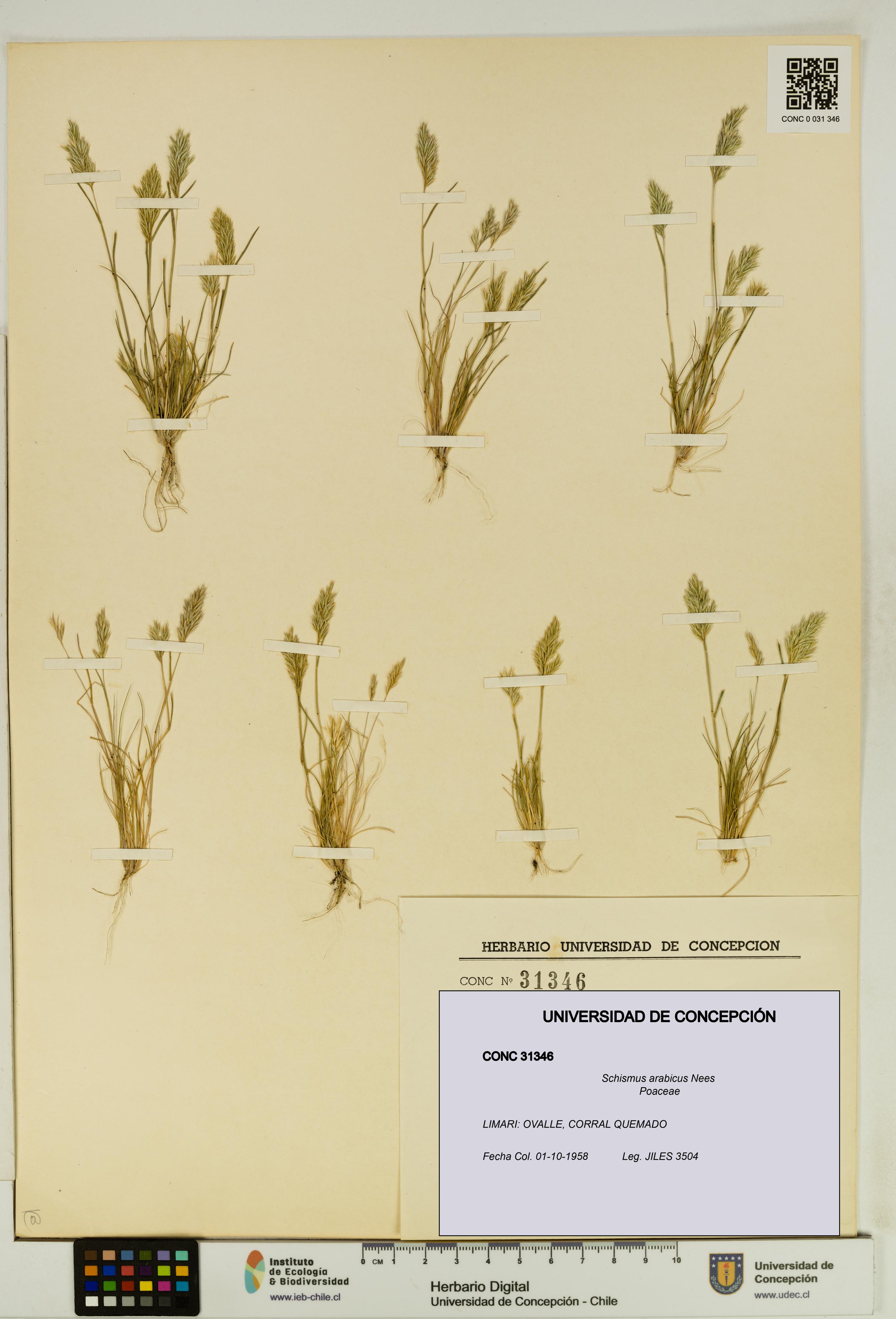 Schismus arabicus [Espécimen: UDEC:CONC:0031346]