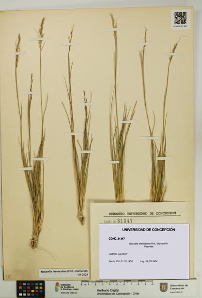 Nassella laevissima [Espécimen: UDEC:CONC:0031347]