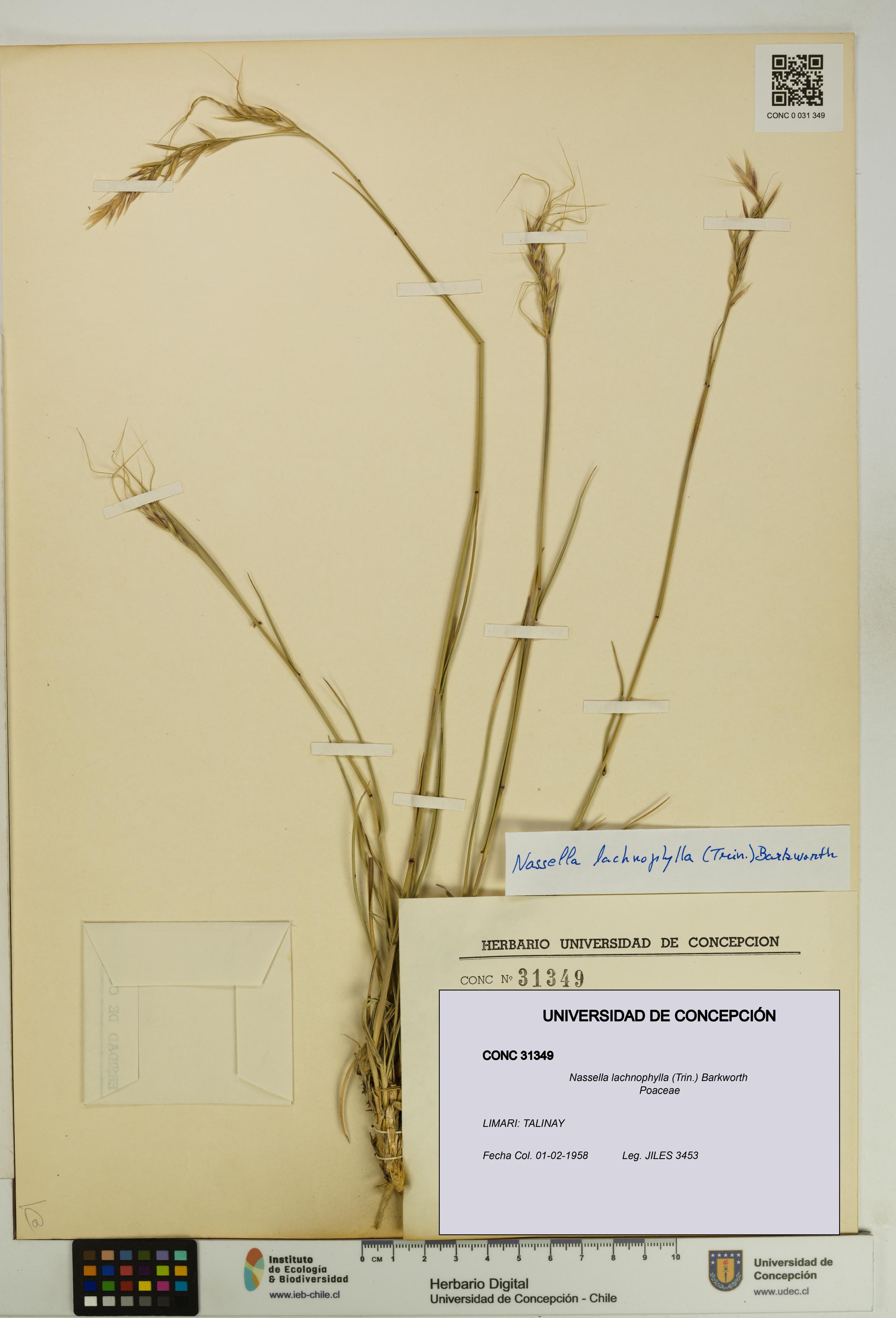 Nassella lachnophylla [Espécimen: UDEC:CONC:0031349]