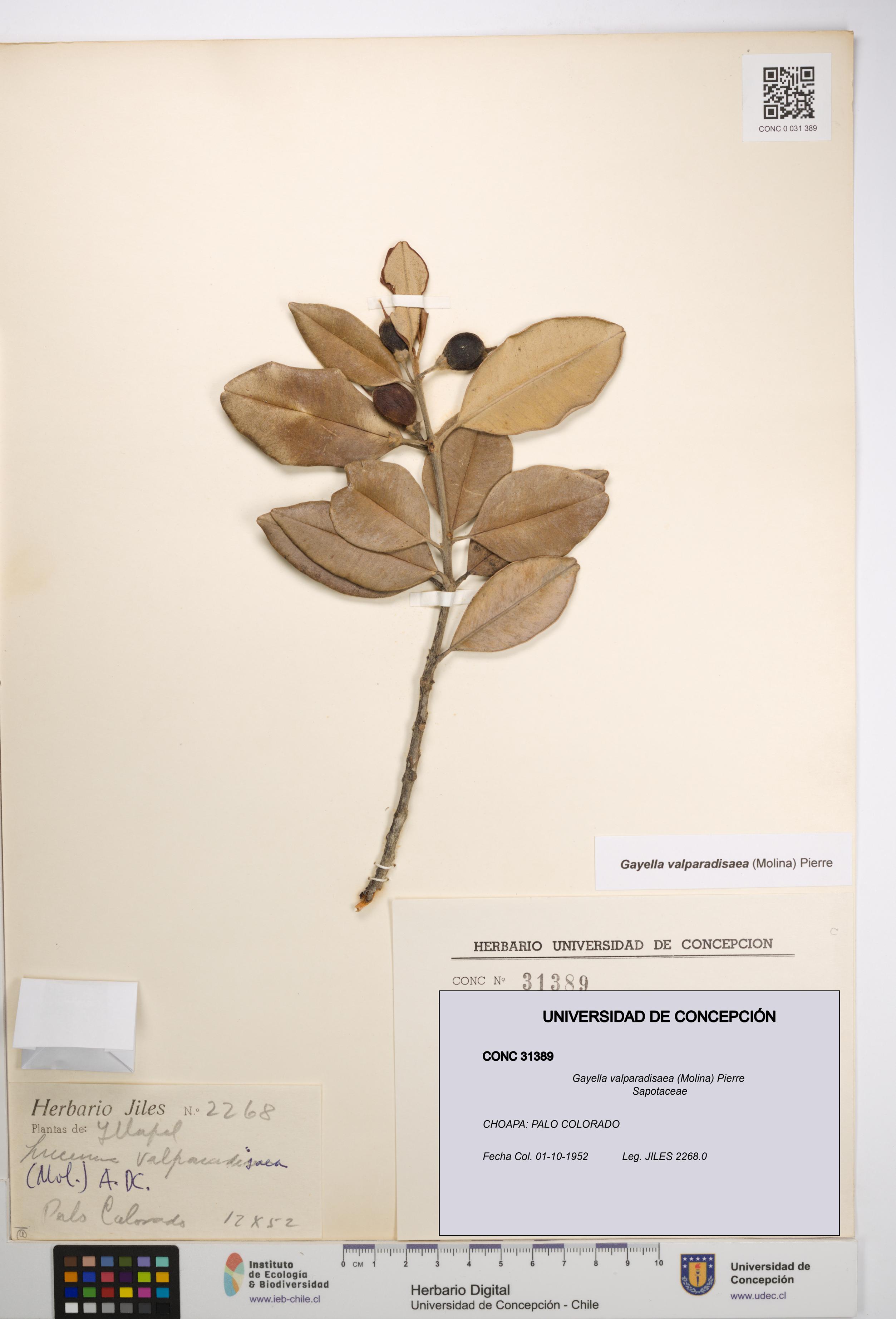 Gayella valparadisaea [Espécimen: UDEC:CONC:0031389]