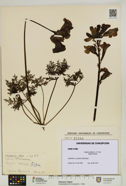 Argylia radiata [Espécimen: UDEC:CONC:0031390]