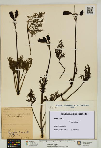Argylia radiata [Espécimen: UDEC:CONC:0031394]