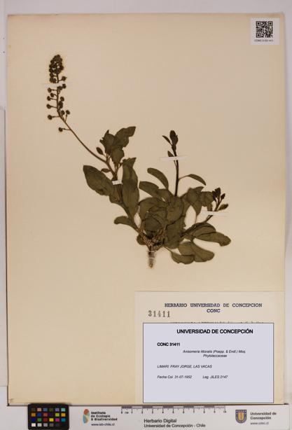 Anisomeria littoralis [Espécimen: UDEC:CONC:0031411]
