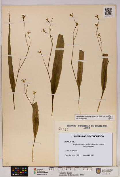 Tecophilaea violiflora fma. violiflora [Espécimen: UDEC:CONC:0031420]