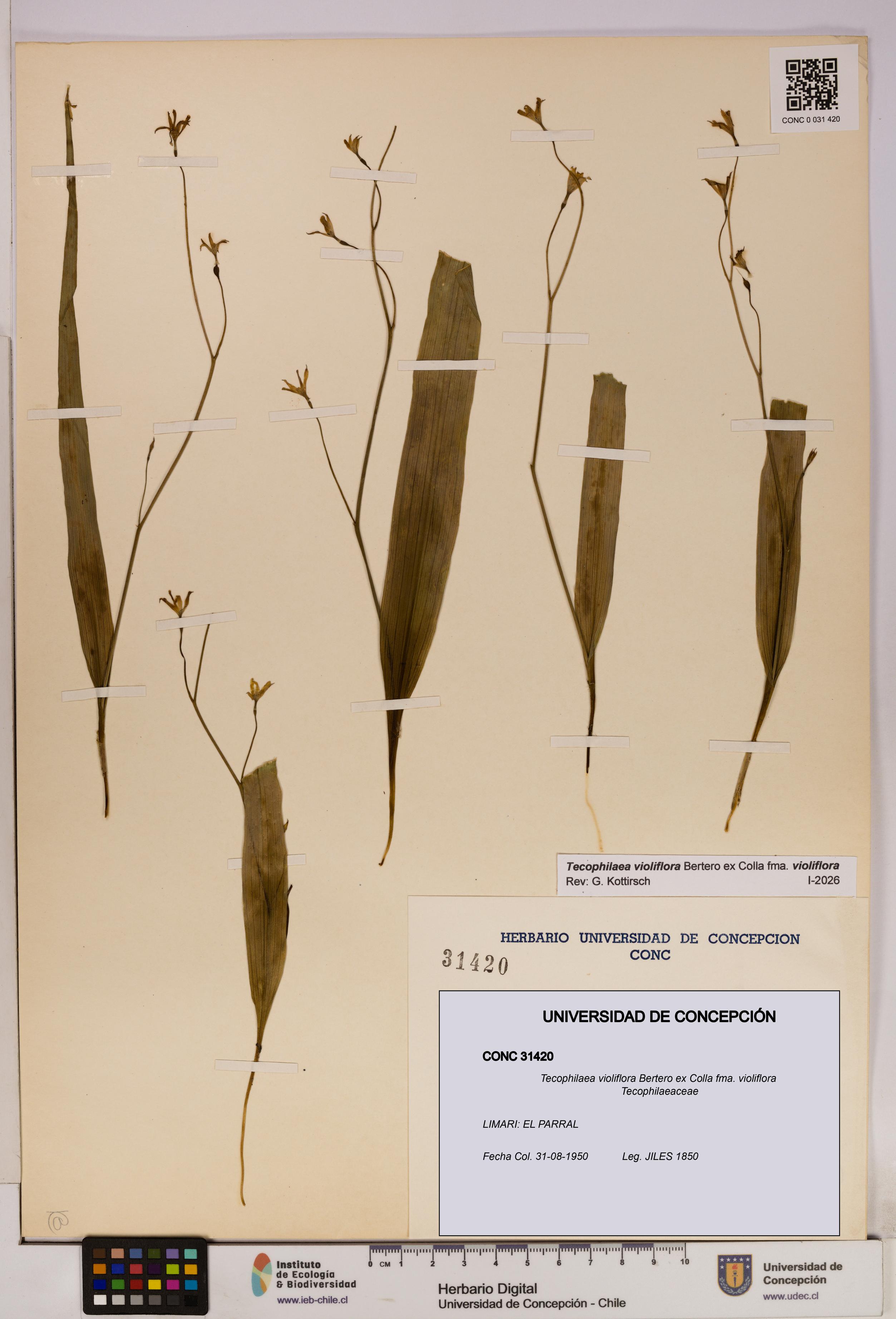 Tecophilaea violiflora fma. violiflora [Espécimen: UDEC:CONC:0031420]