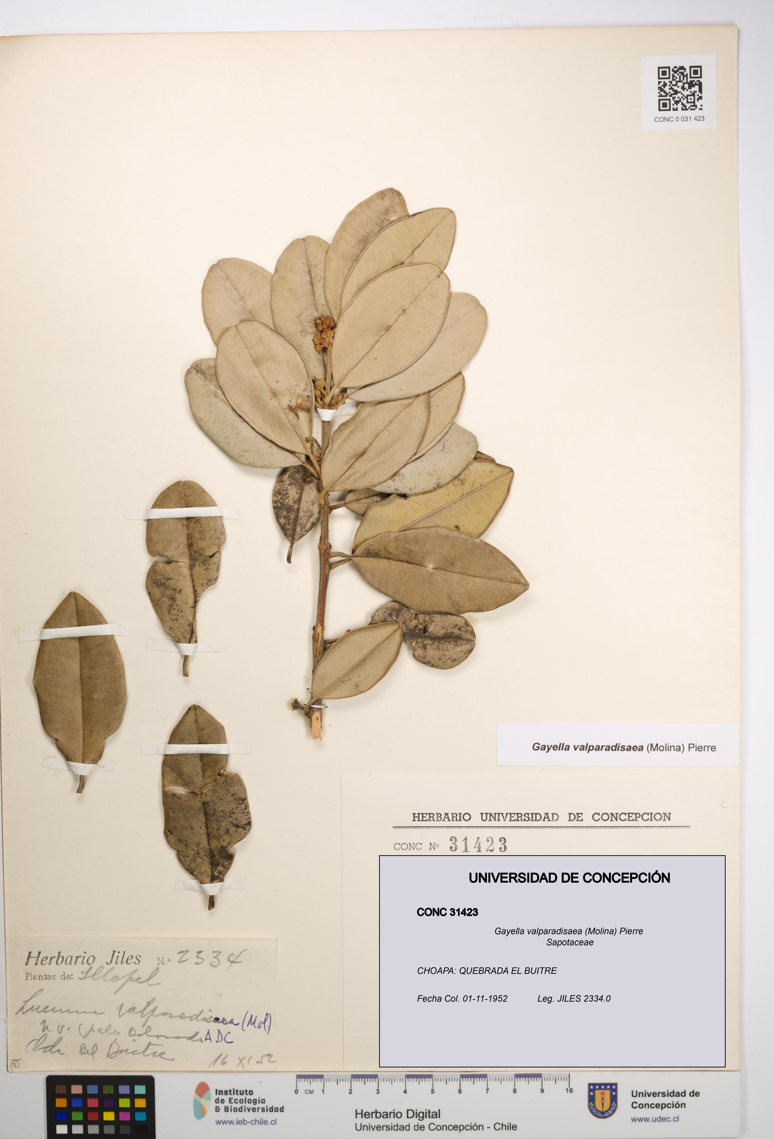 Gayella valparadisaea [Espécimen: UDEC:CONC:0031423]