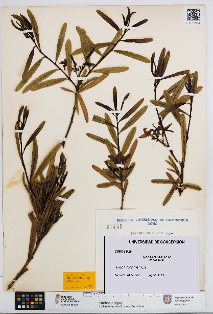 Skytanthus acutus [Espécimen: UDEC:CONC:0031425]