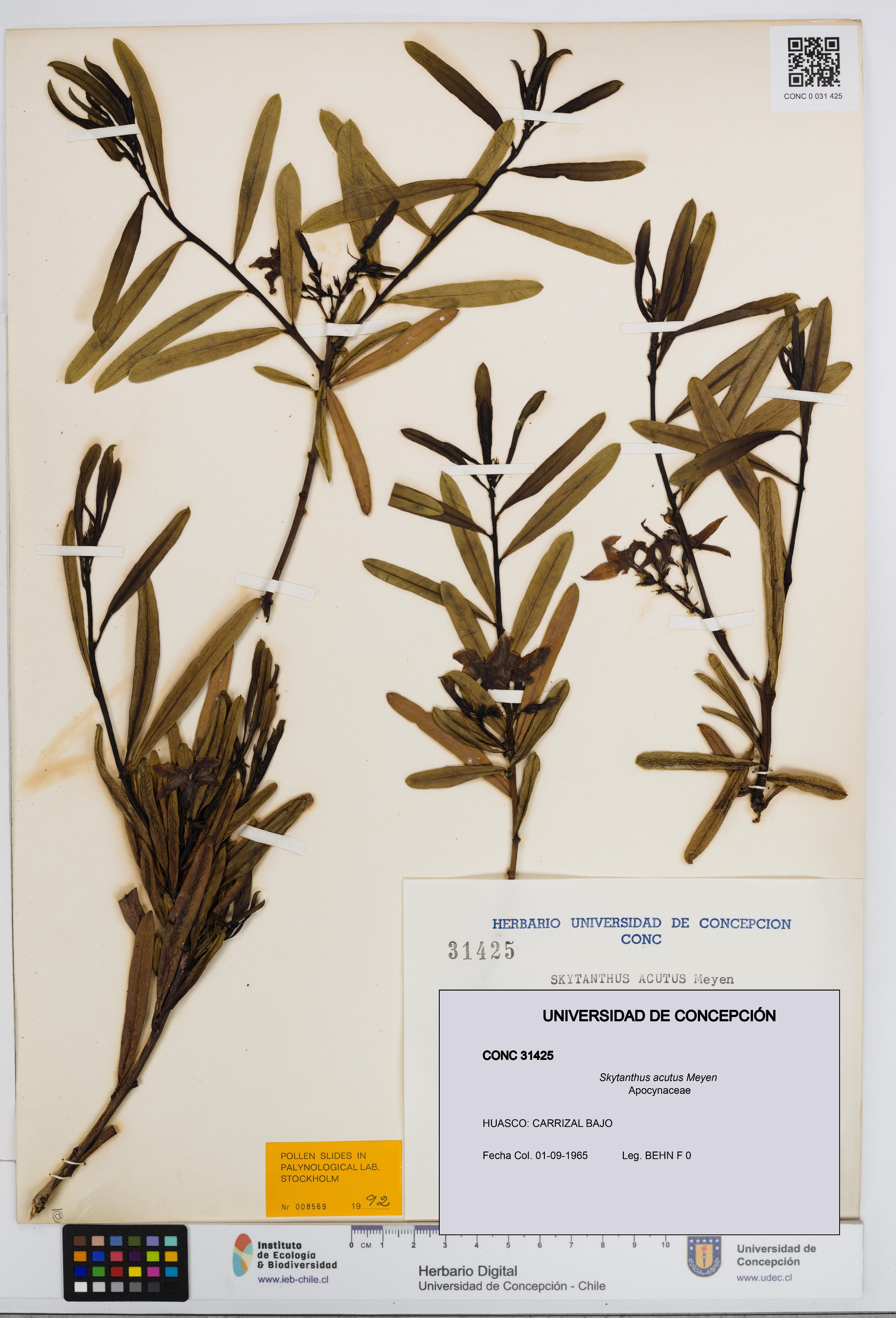 Skytanthus acutus [Espécimen: UDEC:CONC:0031425]