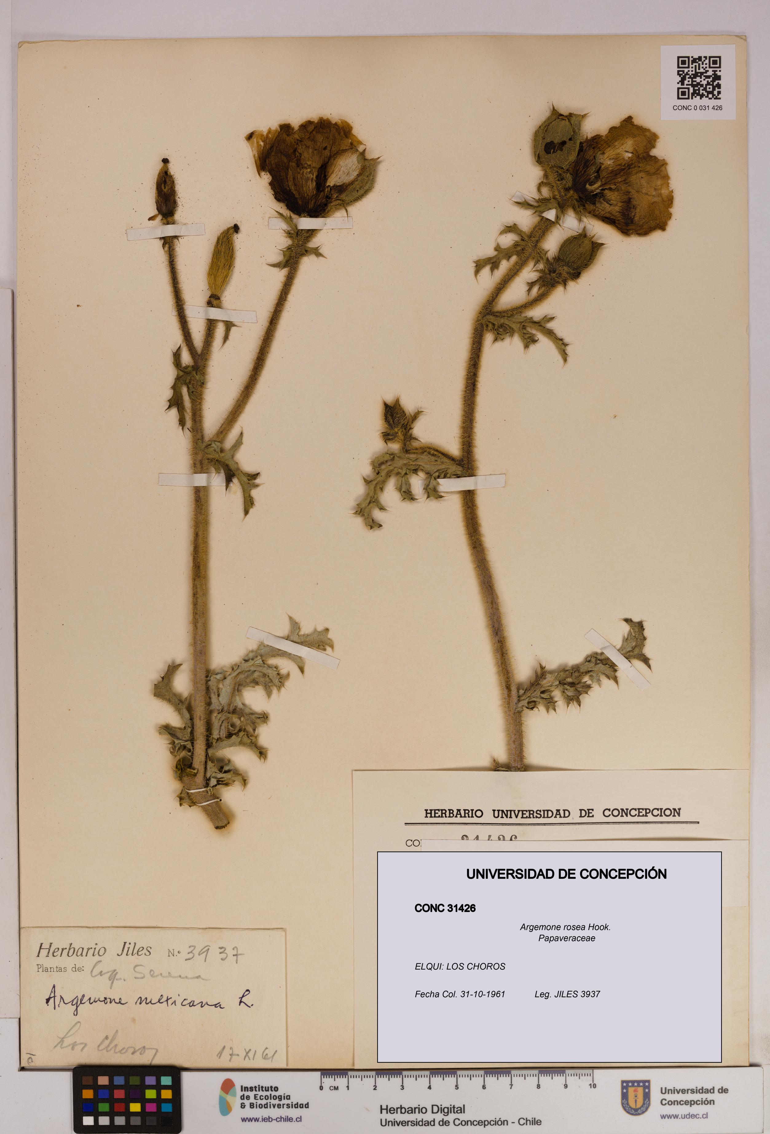 Argemone rosea [Espécimen: UDEC:CONC:0031426]