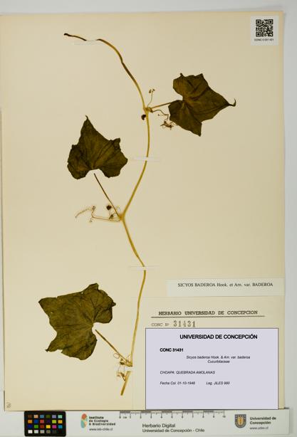 Sicyos baderoa var. baderoa [Espécimen: UDEC:CONC:0031431]