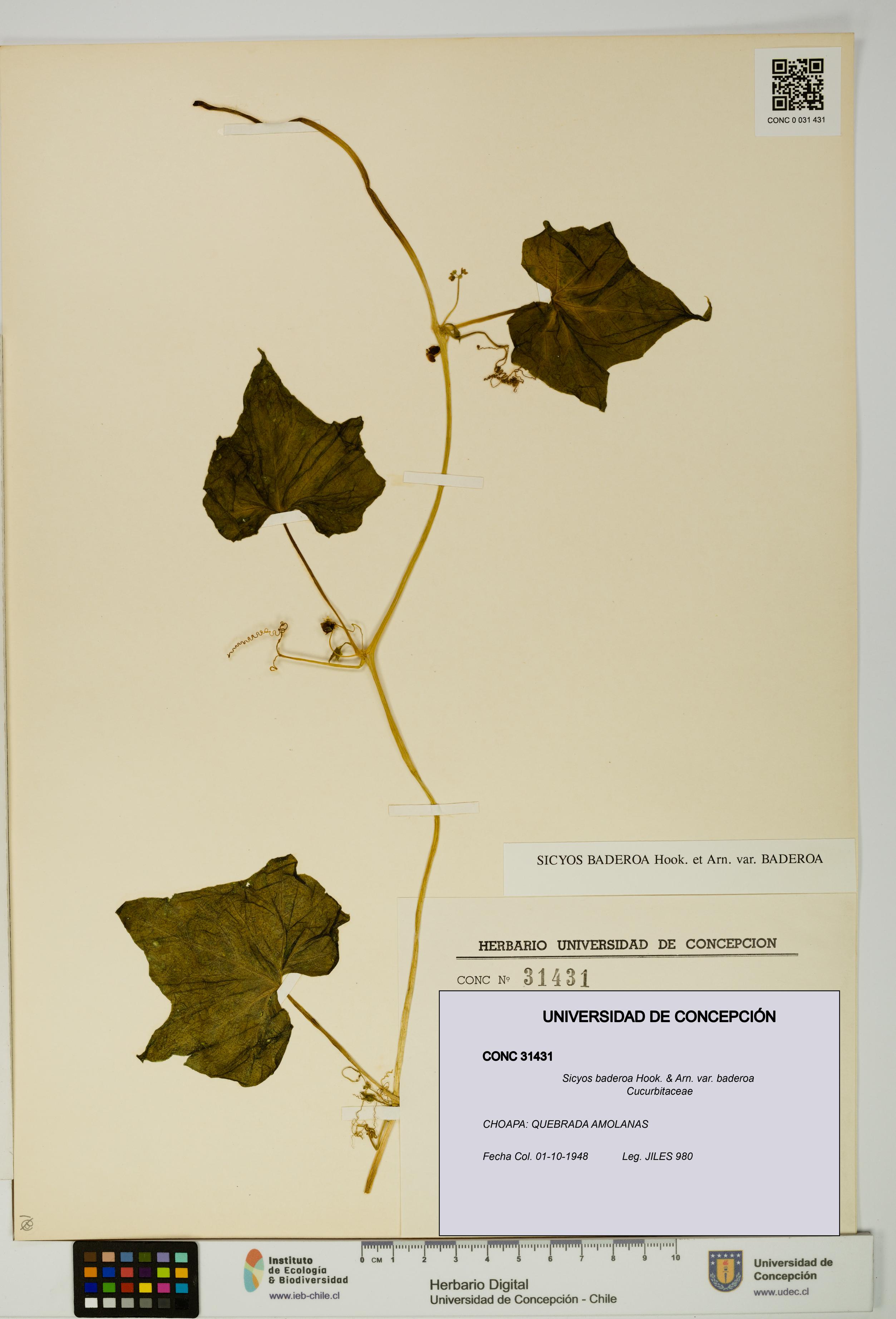 Sicyos baderoa var. baderoa [Espécimen: UDEC:CONC:0031431]