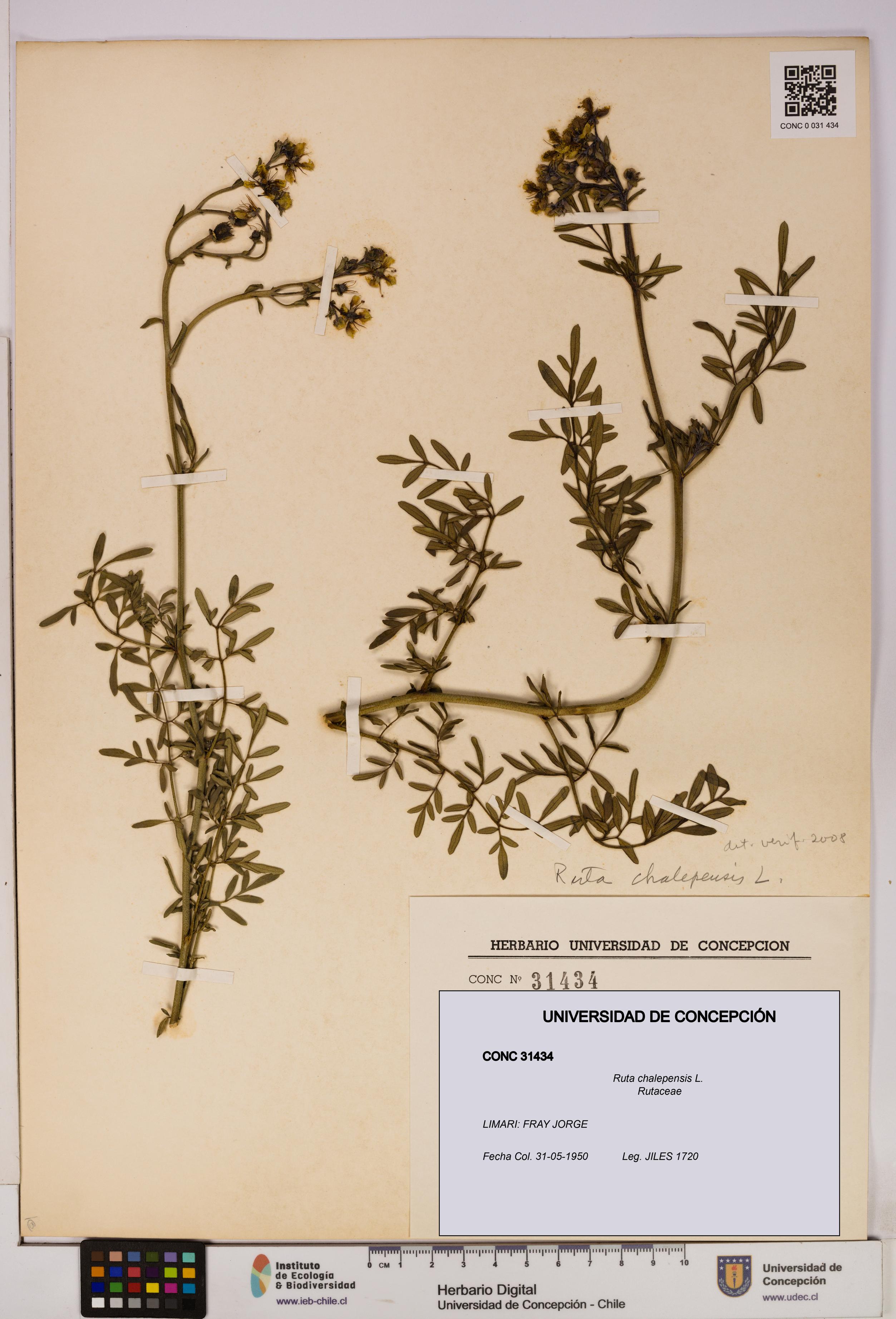 Ruta chalepensis [Espécimen: UDEC:CONC:0031434]