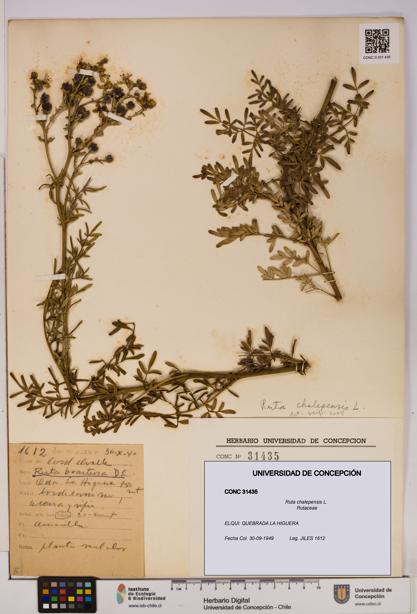 Ruta chalepensis [Espécimen: UDEC:CONC:0031435]