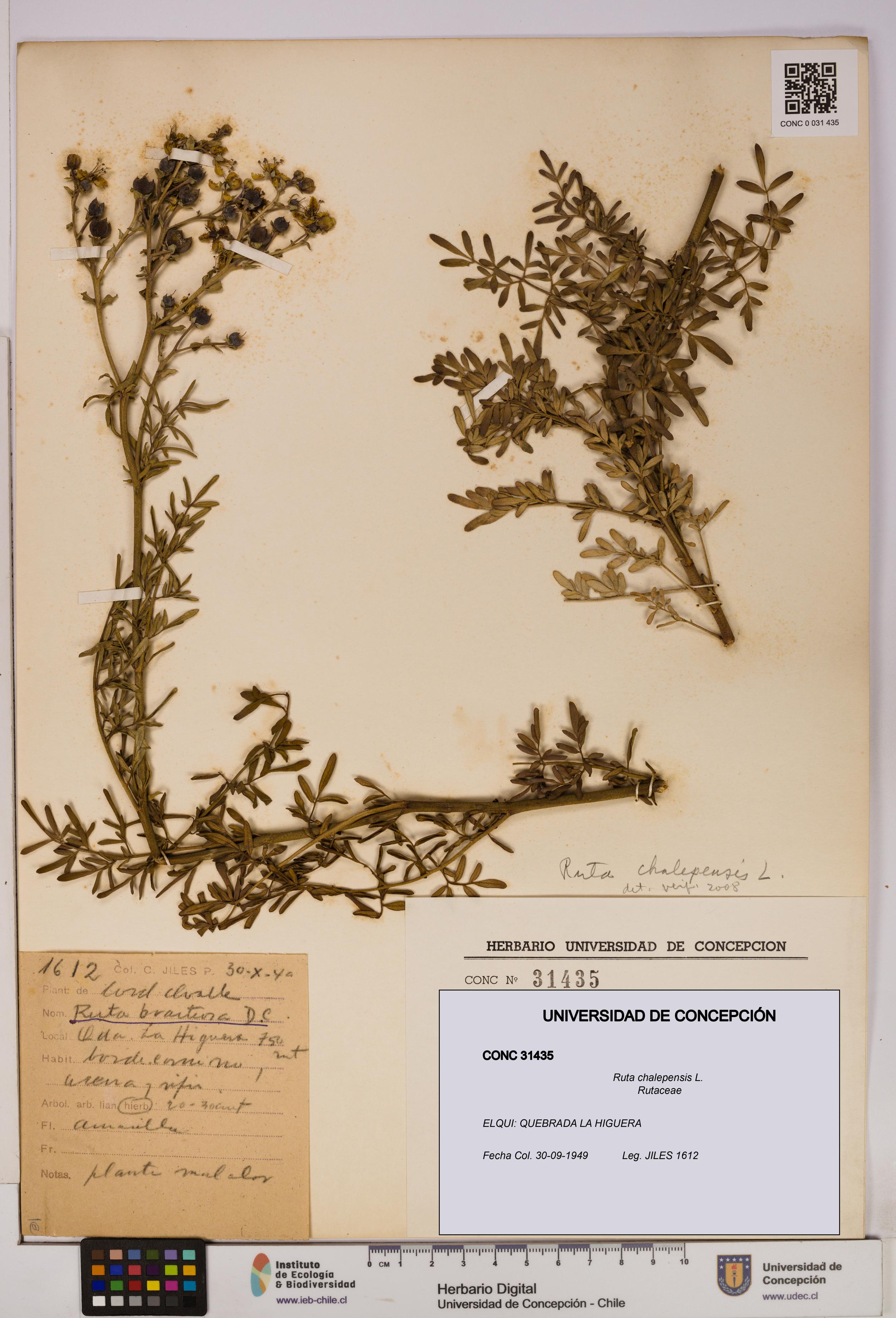 Ruta chalepensis [Espécimen: UDEC:CONC:0031435]