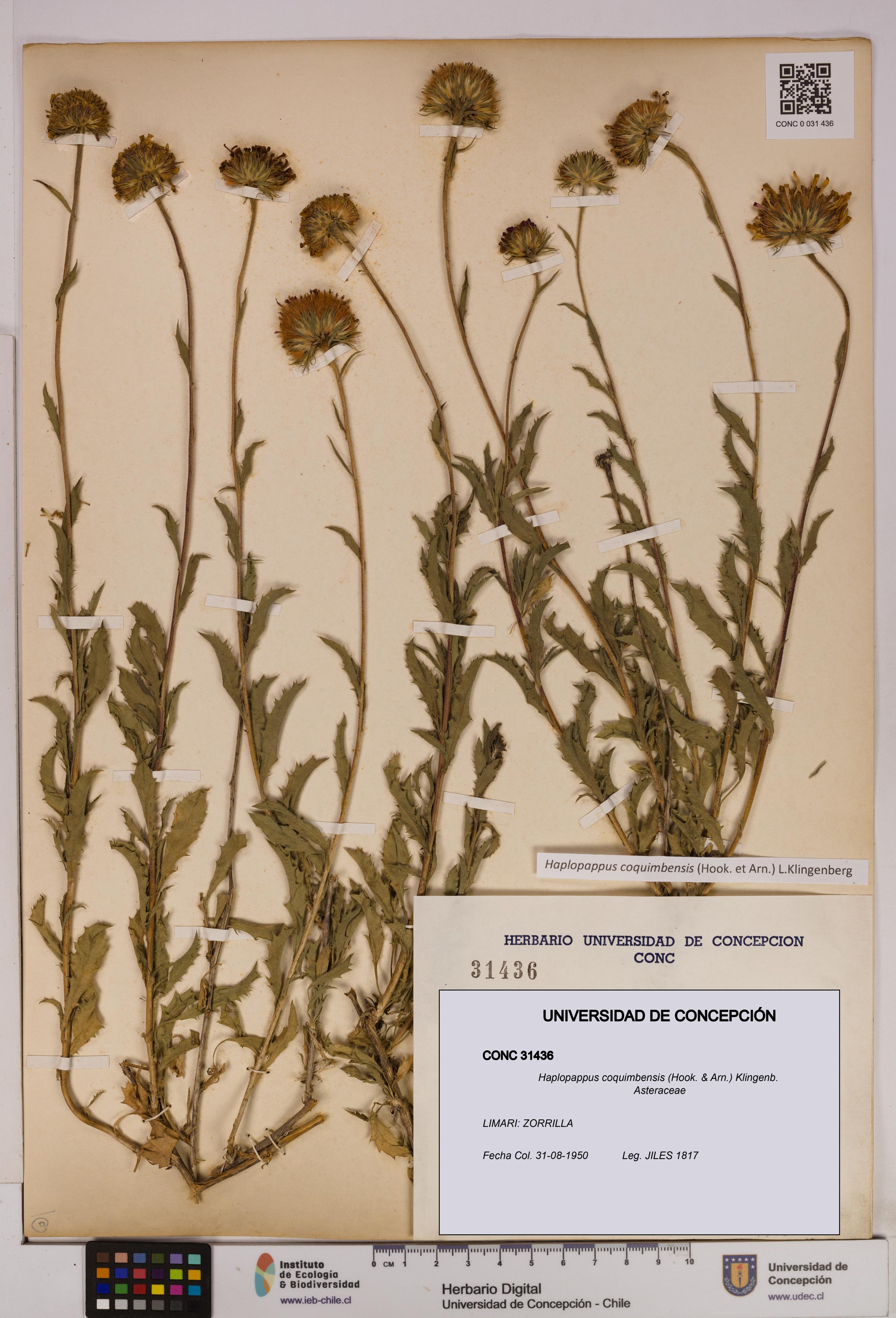 Haplopappus coquimbensis [Espécimen: UDEC:CONC:0031436]