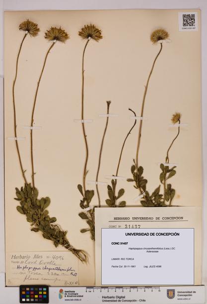Haplopappus chrysanthemifolius [Espécimen: UDEC:CONC:0031437]