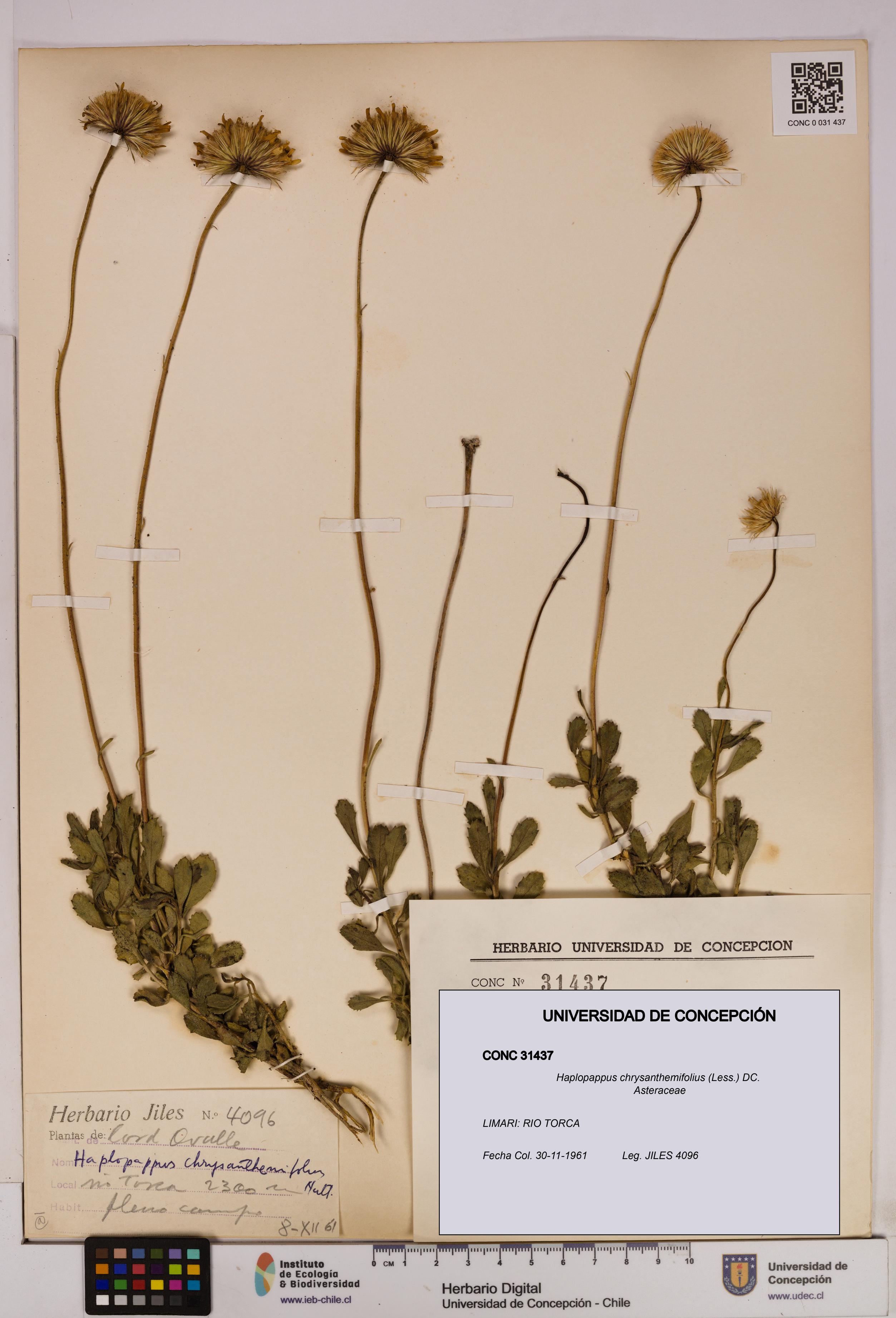 Haplopappus chrysanthemifolius [Espécimen: UDEC:CONC:0031437]